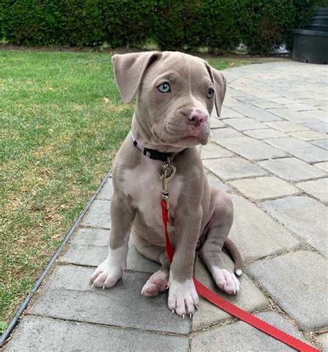 Even if you go to a less reputable breeder, you’re not likely to find <strong>Gotti Pitbull puppies</strong> that cost less than $1,000. . Blue fawn pitbull puppies
